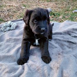 Goldendoodle Puppies from Southern Star Goldendoodles