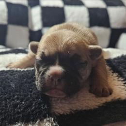 Leo - Fawn and white male French Bulldog puppy in Monterey, Louisiana from McaysKennels