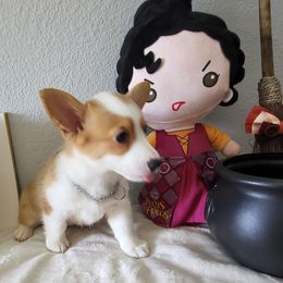 Mary - Red female Pembroke Welsh Corgi puppy in Lavon, Texas from Living Simply with Corgi's