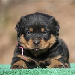 Reina - Black and mahogany female Rottweiler puppy in Uniontown, Alabama from CedarBluff Rottweilers