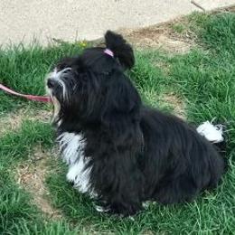 Havanese All Grown Up from Bella Dulce Havanese