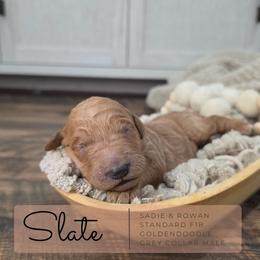Grey - Apricot male Goldendoodle puppy in West Chester, Ohio from Doodles of West Chester