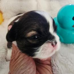 Granite - Sable and white male Shih Tzu puppy in Fallon, Nevada from Grandma Ts Precious Puppies