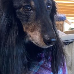 Dachshund Puppies from Belgate Dachshunds