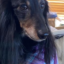 Dachshund Puppies from Belgate Dachshunds