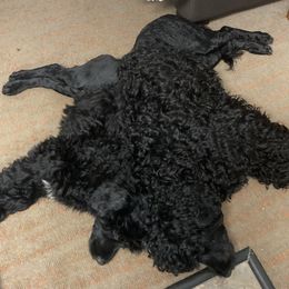 "Angela and Dino " Portuguese Water Dog All Grown Up from Belladonna Farm Portuguese Water Dogs