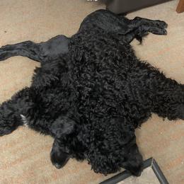 "Angela and Dino " Portuguese Water Dog All Grown Up from Belladonna Farm Portuguese Water Dogs