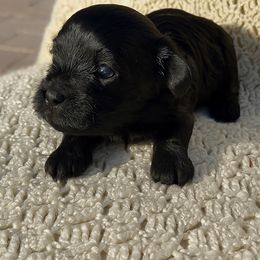 Jean Luc - Black male Havanese puppy in Orange, California from Havanese Bragger’s