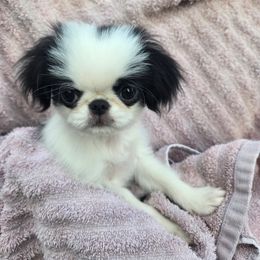 Ceasar - Black and white male Japanese Chin puppy in Salem, Oregon from Chinnychinchinofsalem