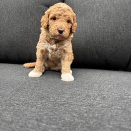 America - Red  female Goldendoodle puppy in Gower, Missouri from Hillside Paws