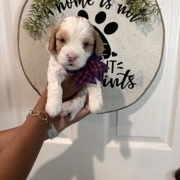 Mabel - Red female Cavapoo puppy in Riverview, Florida from Doodley Doodles