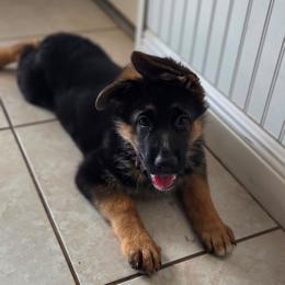 Yellow - Black and red female German Shepherd puppy in Spring Hill, Florida from Iron Crest Shepherds