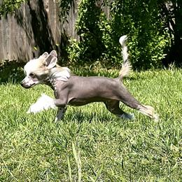 Theo - Slate male Chinese Crested puppy in Springfield, Oregon from Rose’s Chinese Cresteds