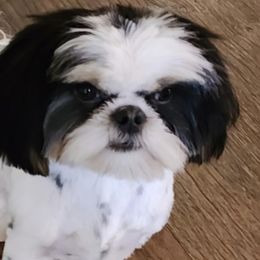 Tripp - Shih Tzu