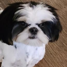 Tripp - Shih Tzu