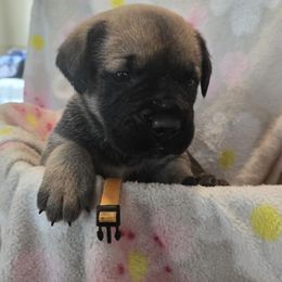 Yellow Collar - Fawn female Cane Corso puppy in Pylesville, Maryland from Safe Haven Cane Corso