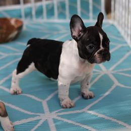 Elaine - Brindle and white female French Bulldog puppy in Twin Falls, Idaho from Whispering White Pines Labradors