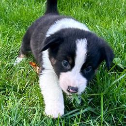 Rangga - Black tri-color female Australian Shepherd puppy in Marshfield, Vermont from Discovery Hill Australian Shepherds