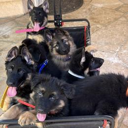 German Shepherd Puppies from Brooks High Quality Breeders