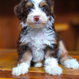 Care - Chocolate merle female Bernedoodle puppy in Dundee, Ohio from Down Home Doodle