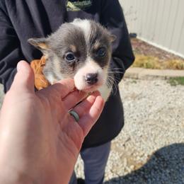 Boy 3 - Blue male Pembroke Welsh Corgi puppy in Odessa, Missouri from LOYAL T K9's CORGIS