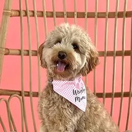 Wrigley - Goldendoodle