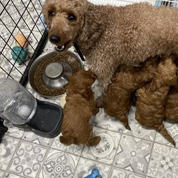 Goldendoodle Puppies from Coal Country Doodles
