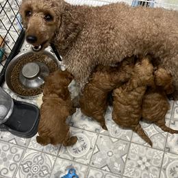 Goldendoodle Puppies from Coal Country Doodles