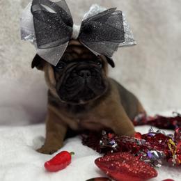 French Bulldog Puppies from Elite Sweet Frenchies