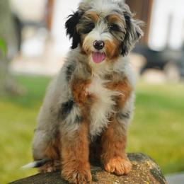 Dillard's (socialization program student) - Merle male Bernedoodle puppy in Dundee, Ohio from Down Home Doodle