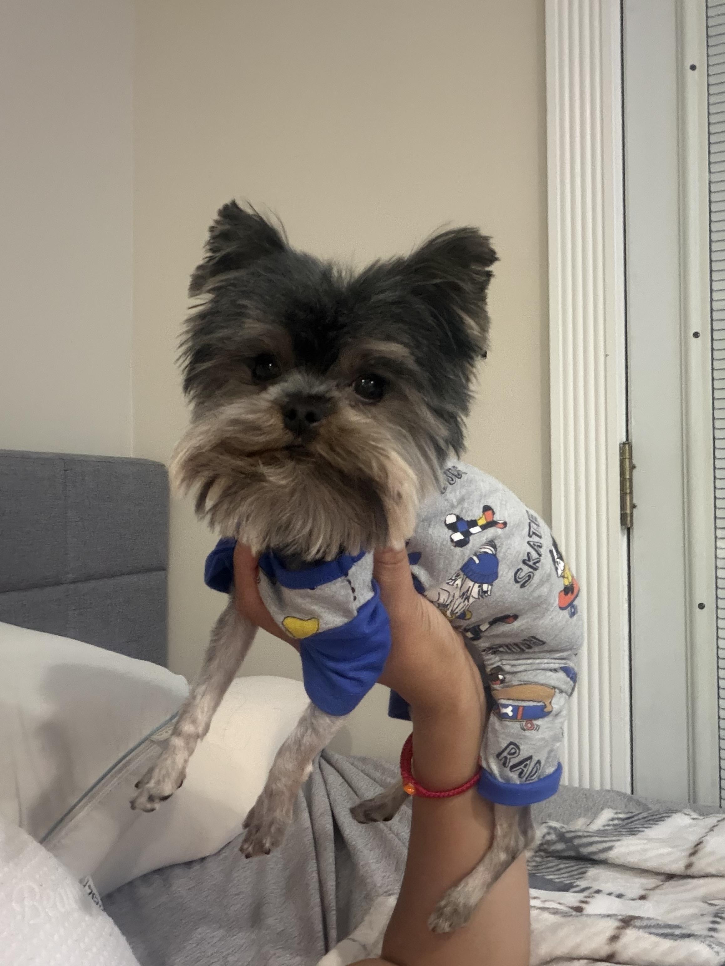 Teddy