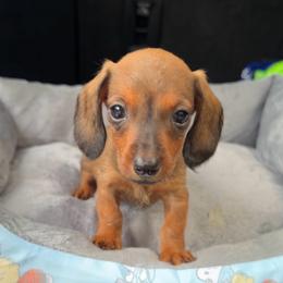 Klara - Brindle female Dachshund puppy in Livingston, Kentucky from Illyria Dox & GSD