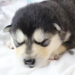 Aura -Yellow - Seal and white female Alaskan Malamute puppy in Independence, Virginia from New River Valley Malamutes