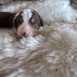 Scout - Brown and white male Aussiedoodle puppy in Apache Junction, Arizona from Loving Doodle