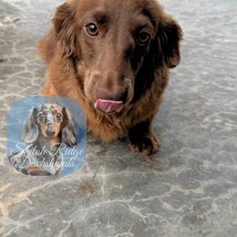 Archie - Chocolate male Dachshund puppy in Adamsville, Tennessee from Shiloh Ridge Dachshunds