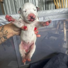 Light Pink Girl - White and liver brown female Dalmatian puppy in Lakeland, Florida from Ink Spot Canines