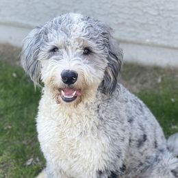 Edison - Bernedoodle