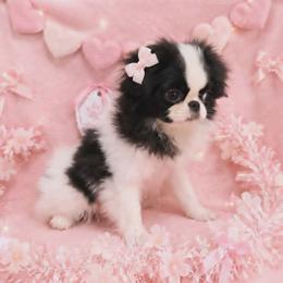 Black Girl - Black and white female Japanese Chin puppy in Tulsa, Oklahoma from Locust Creek Pugs & Japanese Chin's