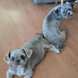 Shih Tzu puppies from Garrard Creek Shih Tzus