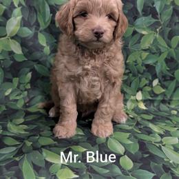 Mr Blue - Apricot male Goldendoodle puppy in Lebanon, Pennsylvania from Robertson's Retrievers and Doodles