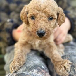 Almond Joy - Apricot female Poodle puppy in St. Johnsbury, Vermont from Poodles of the Northern Woods
