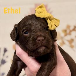 Yellow Collar - Chocolate female Goldendoodle puppy in Blanchard, Oklahoma from Dream Doodles by Dondi
