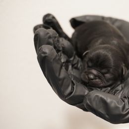 Shih Tzu Puppies from LiL SHiHTZ