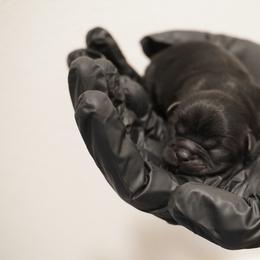 Shih Tzu Puppies from LiL SHiHTZ