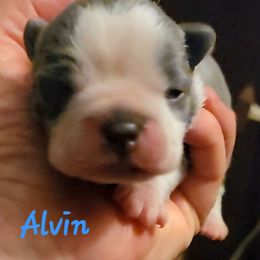 Alvin - Lilac male Boston Terrier puppy in Lexington, Indiana from NanzBostz