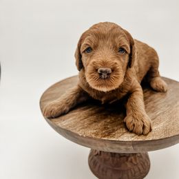 Goldendoodle Puppies from Posh Paws Puppies