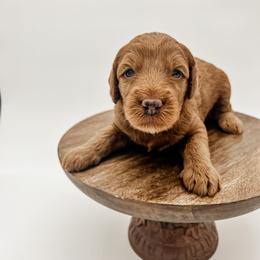 Goldendoodle Puppies from Posh Paws Puppies