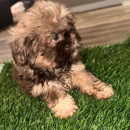 Benny - Chocolate male Shih Tzu puppy in Azusa, California from RJ Shih Tzu lover
