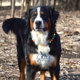 Bailey - Bernese Mountain Dog