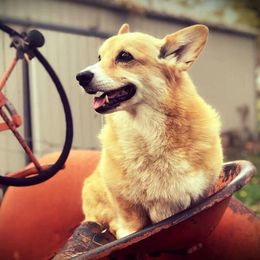 Pembroke Welsh Corgis from Croswynd Crew